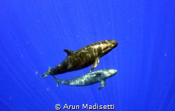 False Killer Whale Pseudorca crassidens(taken under permit). by Arun Madisetti 